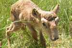 Photos: ugly is the new adorable when it comes to saiga babies