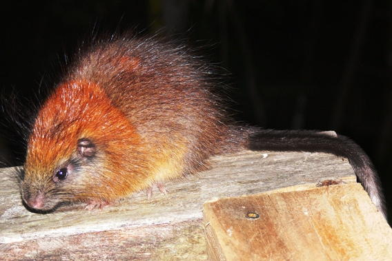 voldtage lort Vant til Red rodent shows up at Colombian nature lodge after 113 years on the lam