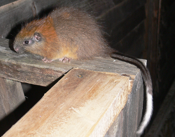  The red-crested tree rat. Photo by: Lizzie Noble/ProAves.