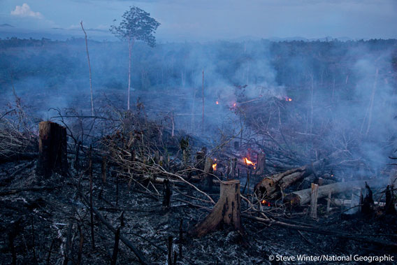  Scorched rainforest in Sumatra. Photo by: Steve Winter/National Geographic.