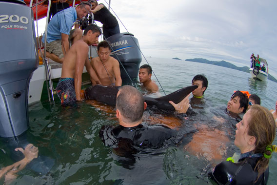 Moving the pygmy killer whale onto the boat to take it out to sea. All photos by: Scubazoo.