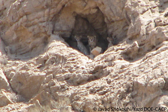 A rare image of a mother Iranian cheetah and its three cubs. Photo by: Javad Shokouhi/Yazd DOE-CACP.