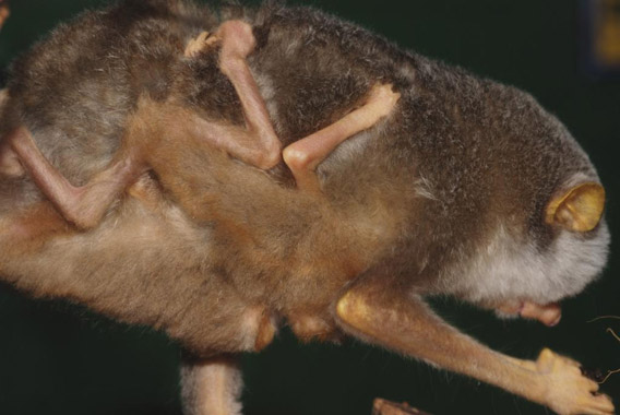 Slender loris baby stays close to mom. Photo courtesy of ZSL.