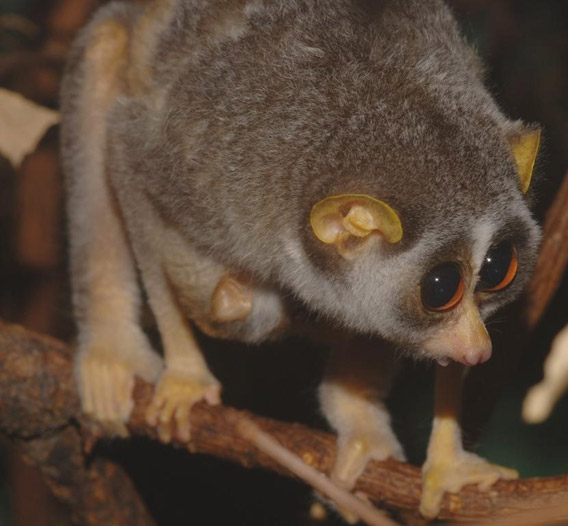 Cute baby animal photos of the day: twin slender lorises born at ...