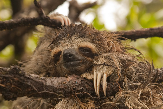 A pair of sloths are among the latest furry residents to arrive at