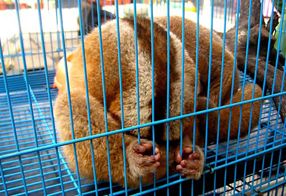 Slow loris photographed in Jakarta market last month. Photo: © TRAFFIC.