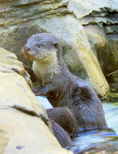 Two male smooth-coated otter cubs were recently born at the Colchester Zoo. Photo by: Colchester Zoo.