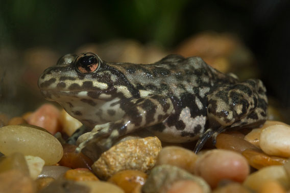 The San Diego Zoo Institute for Conservation Research in California, USA has been a partner in the recovery of the Southern California population of Mountain Yellow-legged Frogs, Rana muscosa, over the past five years and continues to make progress in captive breeding and reintroduction efforts of this endangered species. Photo: Ken Bohn, San Diego Zoo.