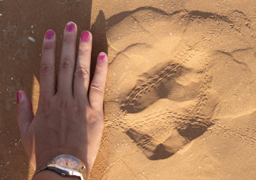  Footprint of a steppe wolf. Photo by: Anthony Dancer. 