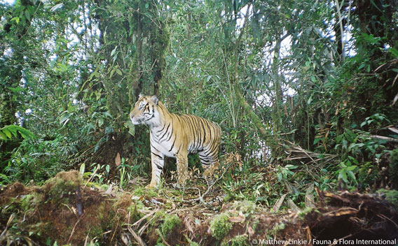 Wild Sumatran tiger. Photo by: Matthew Linkie/Fauna and Flora International.