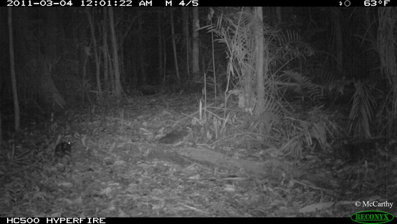 Can you spot the Sumatran striped rabbit in this camera trap photo? Photo by: Jennifer McCarthy.