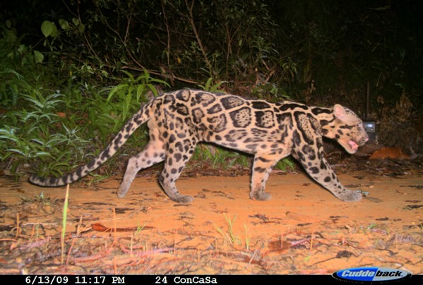 'New' cat in Sumatra: clouded leopard is distinct subspecies