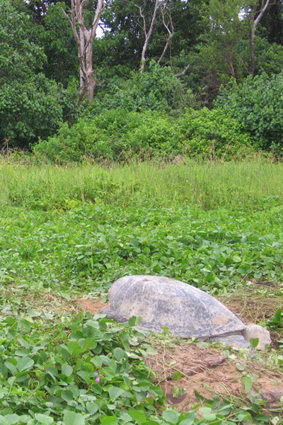 Green marine turtle corpse after being dragged in from the beach in Suriname. By the next day the jaguar had dragged it into the forest seen in the back. Photo by: Jeremy Hance.