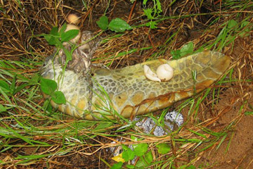 Flipper of marine turtle killed by a jaguar in Suriname. Photo by: Jeremy Hance.