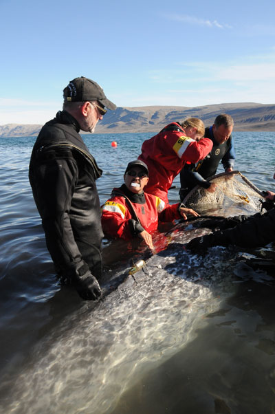 Researchers release narwhal after tagging it. Photo courtesy of WWF.