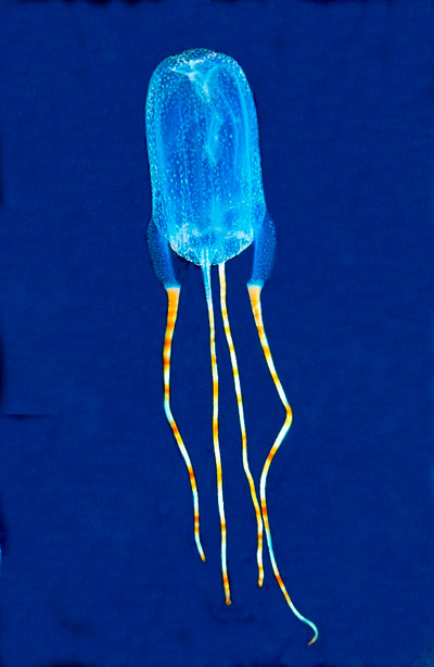  This new jellyfish was named by high school teacher Lisa Peck for what she believed divers must say when they first see the beautiful animal: 'Oh Boy', hence: Tamoya ohboya. It is also called the Bonaire banded box jelly because it was spotted near the island of Bonaire in the Caribbean. The new jellyfish is venomous. Photo by: Ned Deloach.