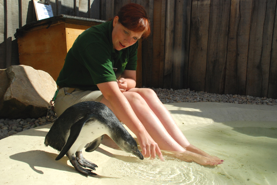 Fryson said of Pickle: Pickle has lost almost all of his fluffy baby feathers now, and he’s nearly ready for his debut in the big pool. At the moment he just splashes about quite a bit so he’ll be staying in the training pool until he’s mastered his swimming technique. Photo courtesy of: ZSL.