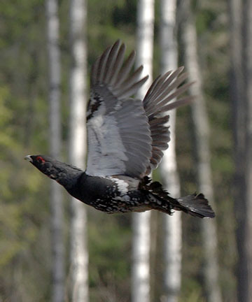 The western capercaillie, male in flight. Photo by M.Strazds, 2010. 