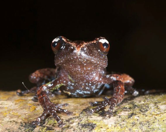 Another view of the misty moss frog. Photo by: Jodi J. L. Rowley/Australian Museum.