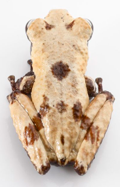 Another view of the cloaked moss frog. Photo by: Jodi J. L. Rowley/Australian Museum.