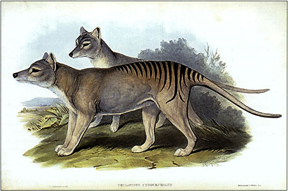 The last thylacine, or Tasmanian tiger, is believed to have died in 1936. However many contend that the species could still survive including unconfirmed sightings in Tasmania, Australia, and New Guinea. The thylacine was the world's largest carnivorous marsupial. Painting by Henry Constatine Richter, 1845.