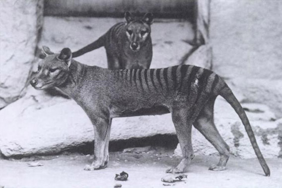 Two Tasmanian tigers in Washington D.C. zoo. The last of the species is believed to have died in 1936, but sightings persist to the present. Photo by: E.J. Keller.