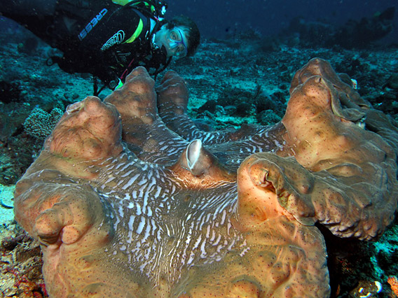 Tridacna gigas in Timor. Photo by: Nick Hobgood.