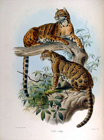 Recent research, including genetic analysis, has shown that there are two distinct species of clouded leopard. Illustration courtesy of Karl Shuker.