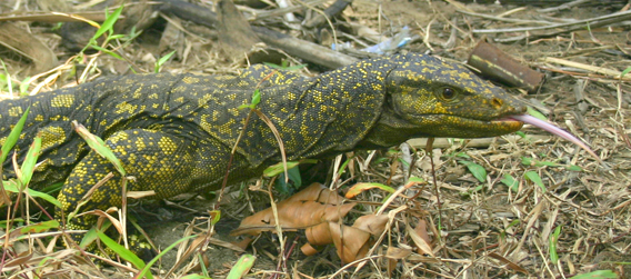  The biggest species from this year's Top 10 New Species List is the six-foot long new monitor lizard Varanus bitatawa from the Philippine island of Luzon. Photo by: Joseph Brown.