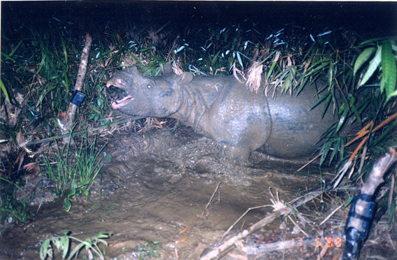 在其灭绝之前，自动摄像机抓拍到的世界上仅剩的一只越南爪哇犀牛。照片由世界自然基金会（WWF）提供。