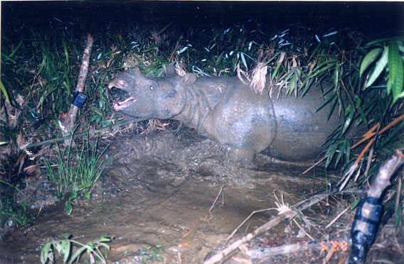  Uno degli ultimi rinoceronti di Giava in Vietnam al mondo catturato da una fotocamera a infrarossi prima della sua estinzione. Foto per gentile concessione del WWF.