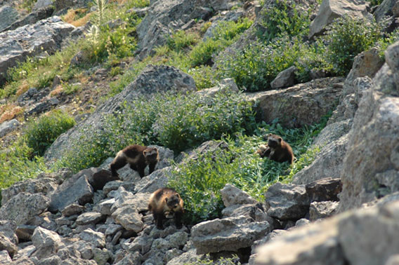 A mother and wolverine cubs photographed in the Greater Yellowstone Ecosystem. Photo by: Mark Packila/Wildlife Conservation Society (WCS).