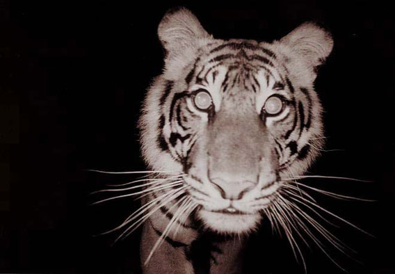  Critically Endangered Sumatran tiger caught on a camera trap. Photo by: Arrdu.