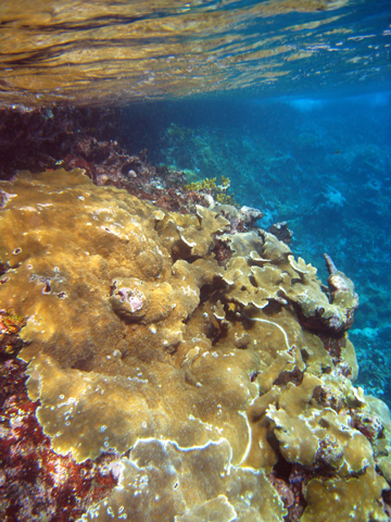 Crustal elkhorn coral. Photo by: Dana Williams.