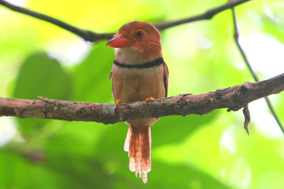 Halsband-Faulvogel (Bucco capensis) im Nationalpark Yasuni im Amazonasgebiet von Ecuador. Foto von Jeremy Hance. 