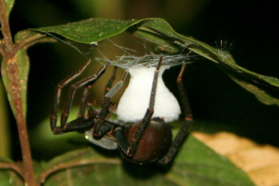  A tarantula laying eggs at night in the Ecuadorian Amazon. Among the world largest spiders, the 900 or so species of tarantula face a variety of threats, but habitat loss is probably the biggest.