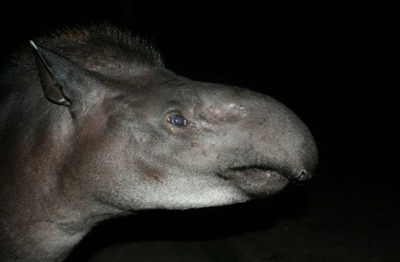  Tapir brasileño en el Parque Nacional Yausni, Ecuador. Foto por: Jeremy Hance. 