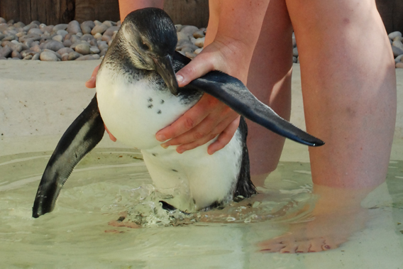Keeper, Vicky Fryson, helps a Humboldt penguin chick, Pickle, test the water for the first time. Photo by: Zoological Society of London's (ZSL) London Zoo.