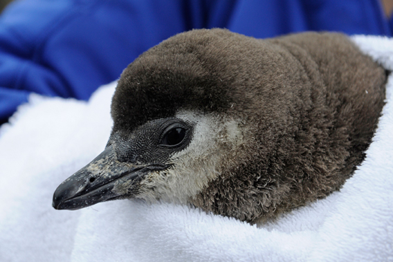 This African penguin chick is the first one to be born at the  Wildlife Conservation Society's (WCS) New York Aquarium in 15 years. Photo by: Julie Larsen Maher.