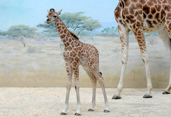 Giraffe calf with mom. Background is a painting. Photo by: Photo by: Julie Larsen Maher/WCS.