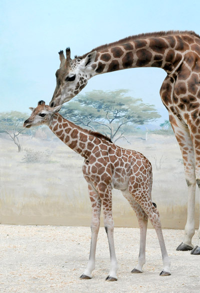 Giraffe calf with mom. Background is a painting. Photo by: Photo by: Julie Larsen Maher/WCS.