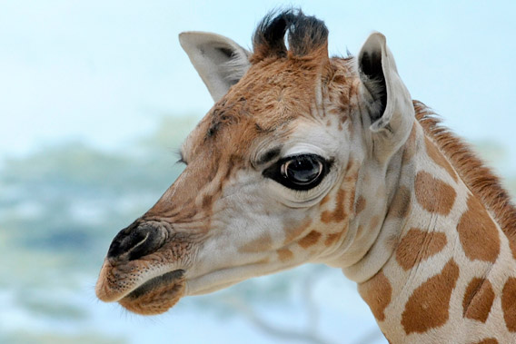 The baby giraffe was born at 6 feet tall and around 100 pounds. Photo by: Julie Larsen Maher/WCS.