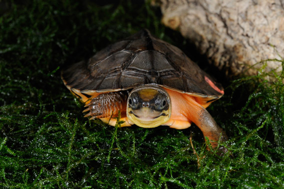 Hatchling of a golden coin turtle, which was captive bred at the Bronx Zoo. The golden coin turtle is number 9 on the most endangered turtles list and is found only in China. Photo by: Julie Larsen Maher/WCS.