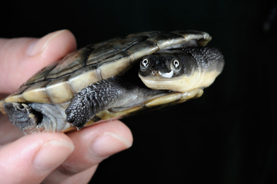 Roti snake island turtle, which is number 12 of the world's most endangered turtles, are being captive bred at the WCS's Bronx Zoo. Photo by: Julie Larsen Maher/WCS.