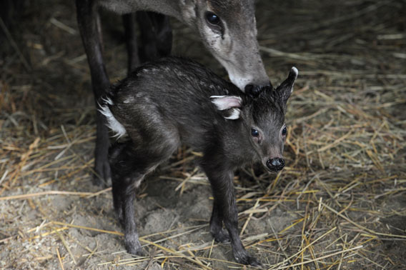 Tufted deer fawn born at the Wildlife Conservation Society’s (WCS) Prospect Park Zoo. The new fawn has been named Ellie, its mother—also pictured—is Lucy. Photo by Julie Larsen Maher/WCS.