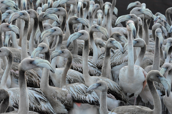 Juvenile Caribbean flamingos in the corral waiting to be examined and banded. Photo by: Julie Larsen Maher.