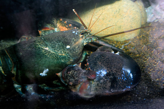 18-pound lobster in his new home. Photo by: Julie Larsen Maher/WCS.