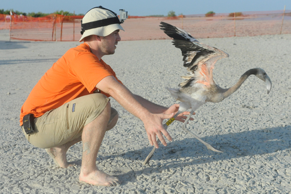 Tim Mohl, Principal Keeper at WCS’s Bronx Zoo, releases a Caribbean flamingo after it has been banded and examined by a wildlife veterinarian. Photo by: Julie Larsen Maher.