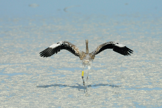 A banded juvenile Caribbean flamingo runs across the beach to rejoin the rest of its colony. Photo by: Julie Larsen Maher.