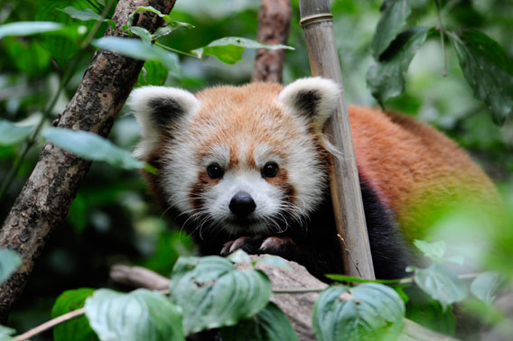 A red panda named Biru at the Wildlife Conservation Society’s (WCS) Central Park Zoo. Photo by: Julie Larsen Maher © WCS.